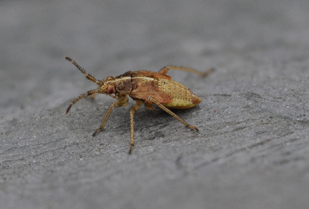 ninfe di Rhopalidae?  No, di Miridae: Harpocera thoracica